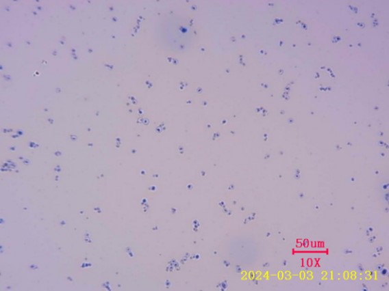 蛋白組學(xué)前處理磁珠