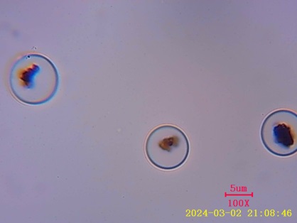 高載量酶固定化磁珠