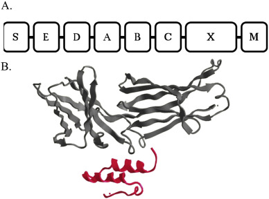 Protein A蛋白A Protein A蛋白A
